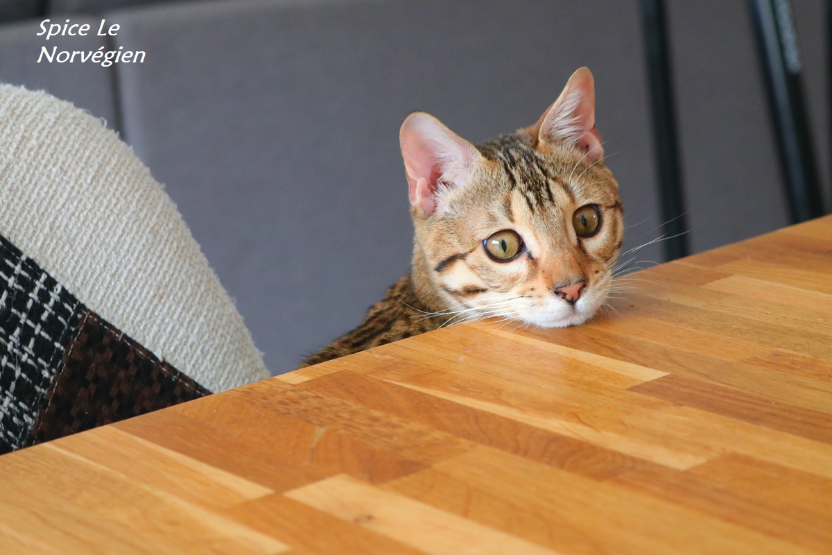 bengal brown rosetted